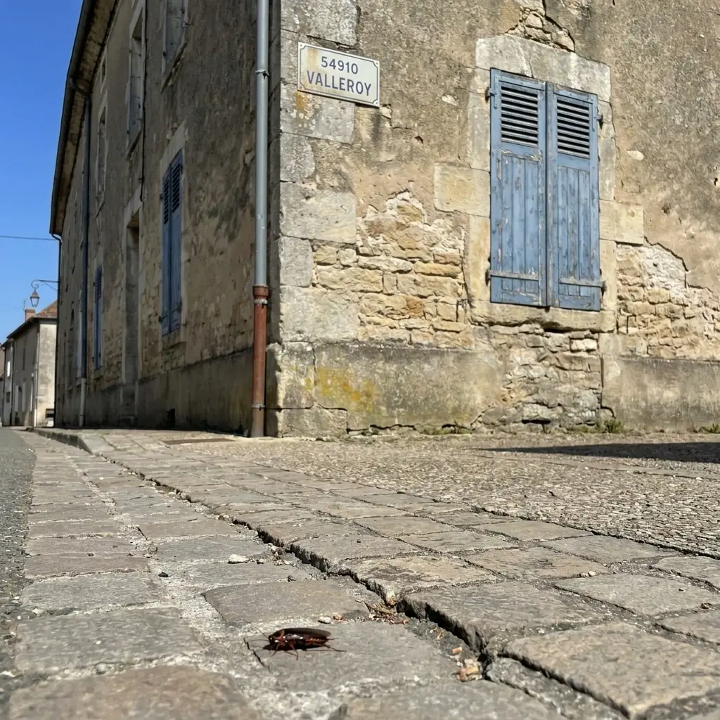 Pourquoi nous choisir pour vos cafards à Valleroy