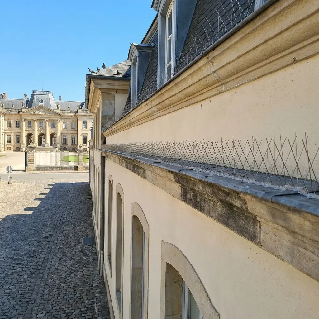 Pourquoi nous choisir pour votre dépigeonnage à Lunéville ?