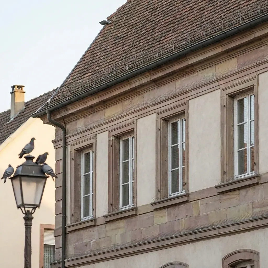 Pourquoi nous choisir pour votre dépigeonnage à Hésingue ?