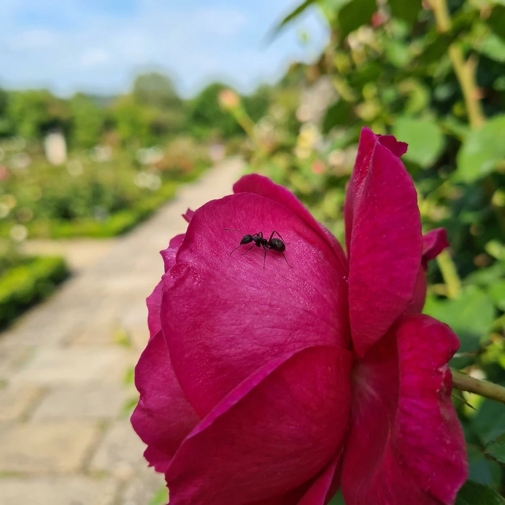 Comment se déroule l'intervention à L'Haÿ-les-Roses ?