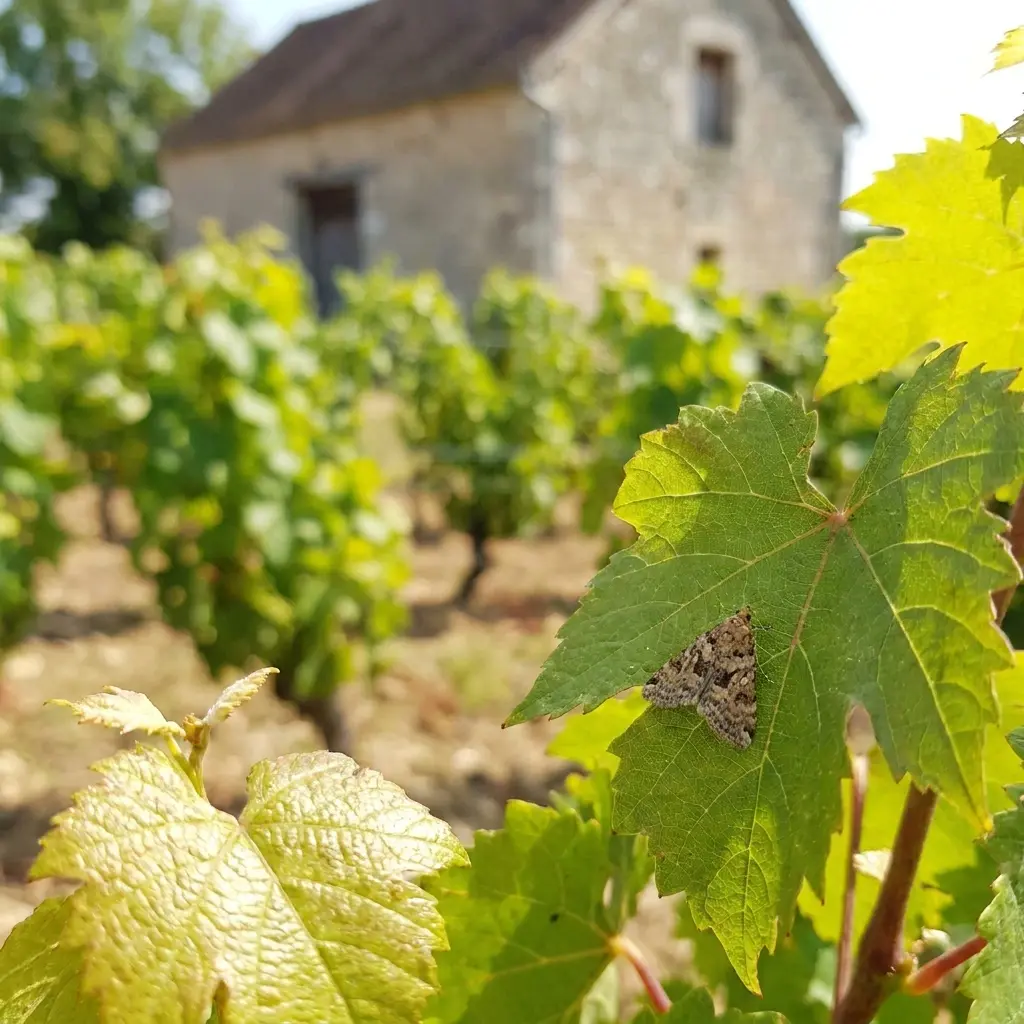 Prévenir l'apparition des nuisibles