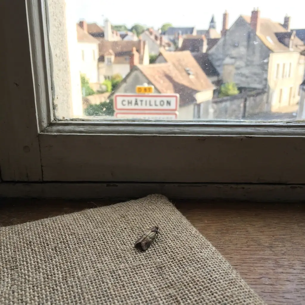 Besoin d'aide à Châtillon ?