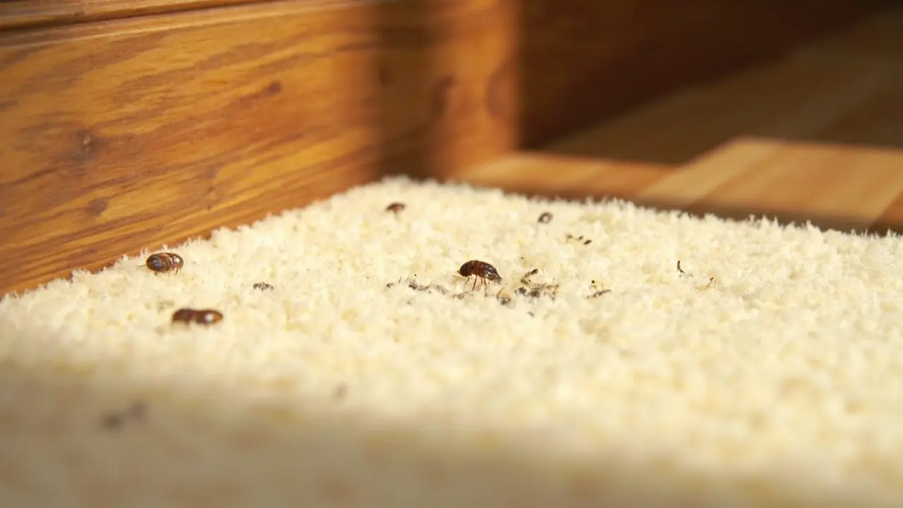 Quand faut-il traiter une puce de parquet ?