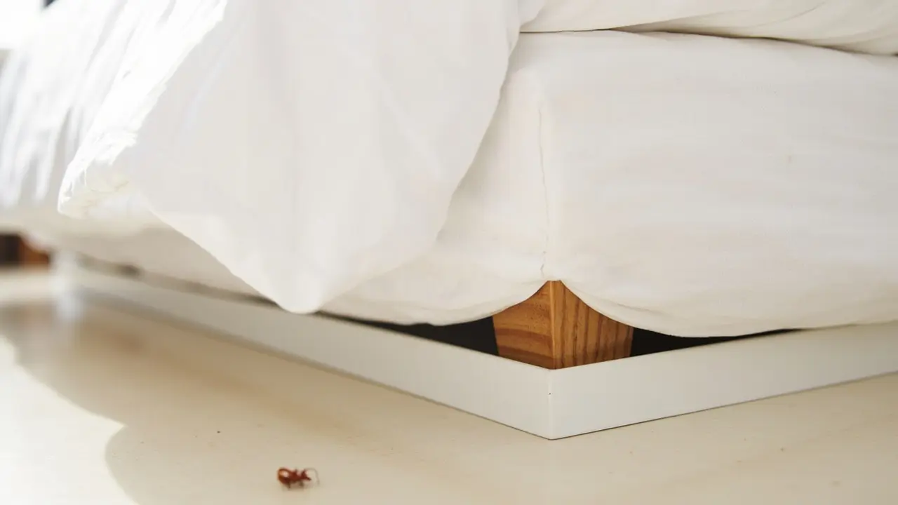 Comment limiter la propagation des nuisibles chez vous