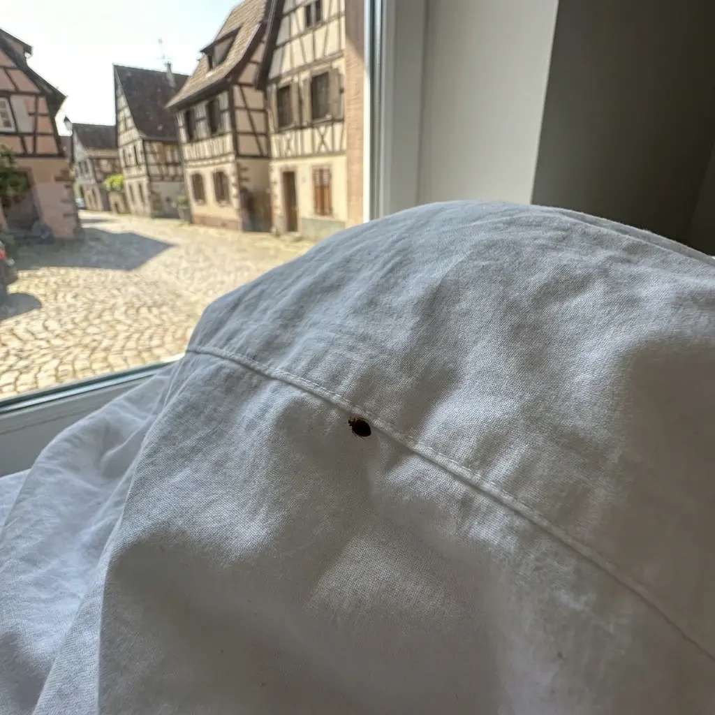 Punaises de lit Bergheim (68750)
